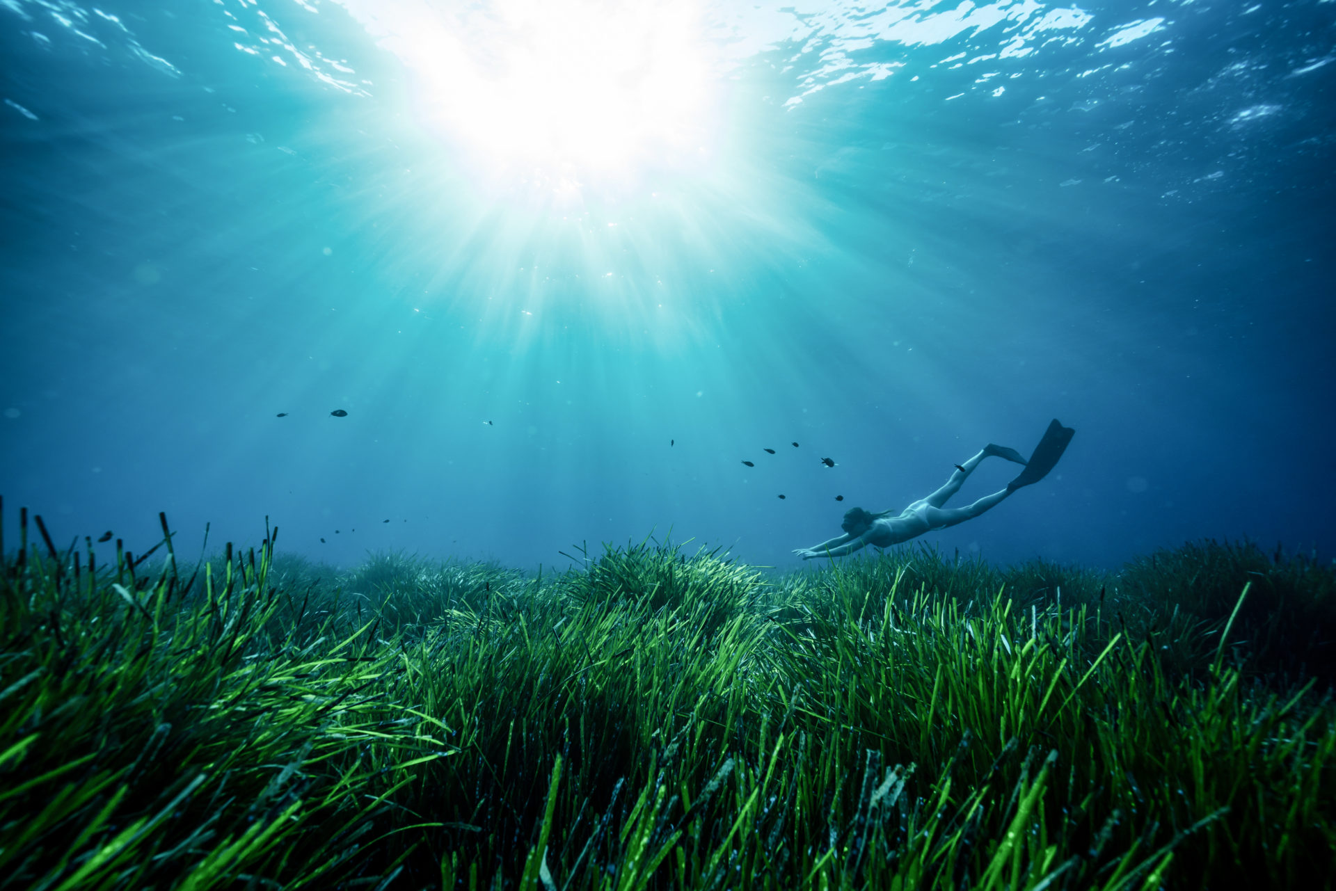 Blue Marine Foundation