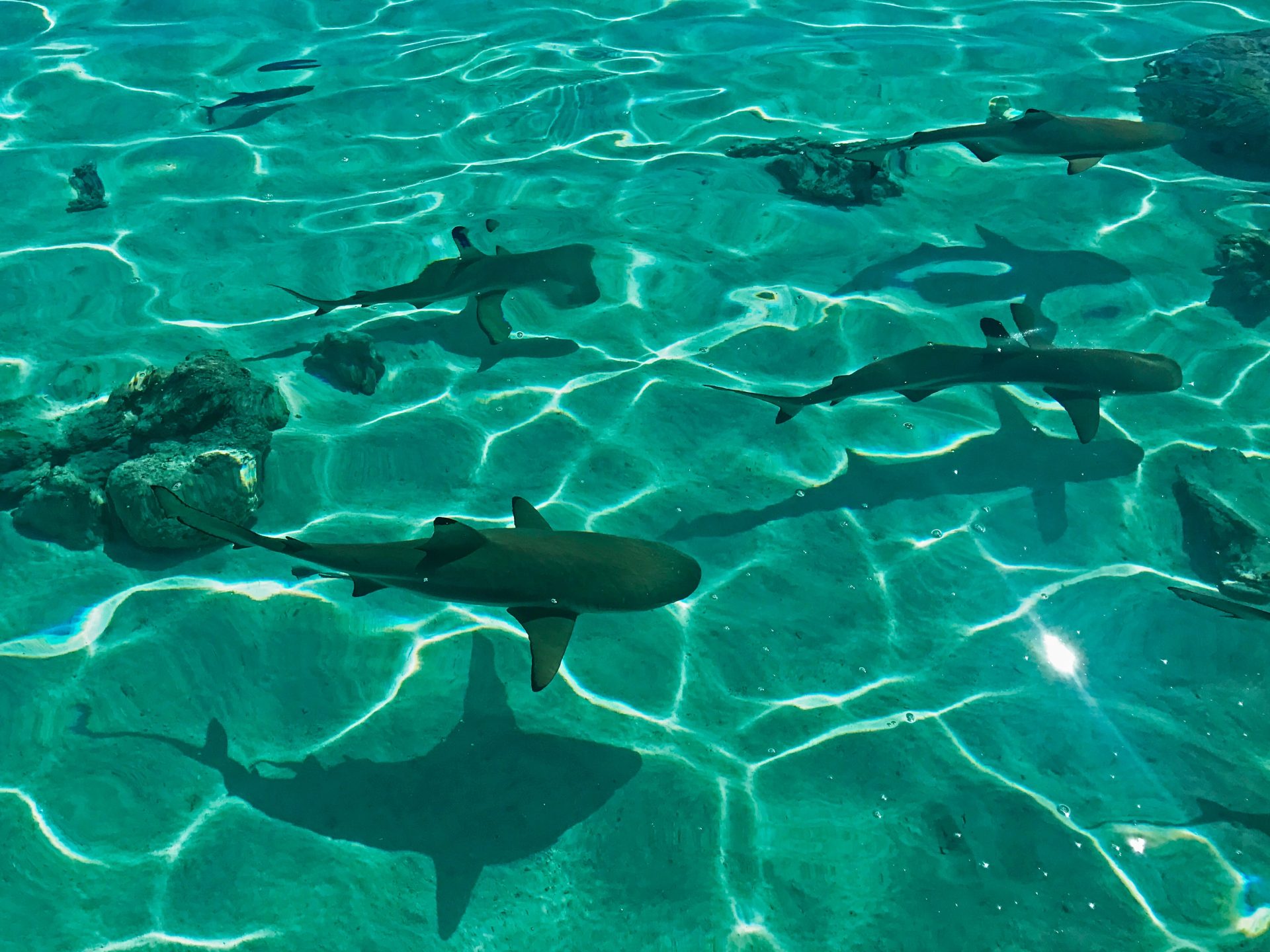 Marine life in Australia