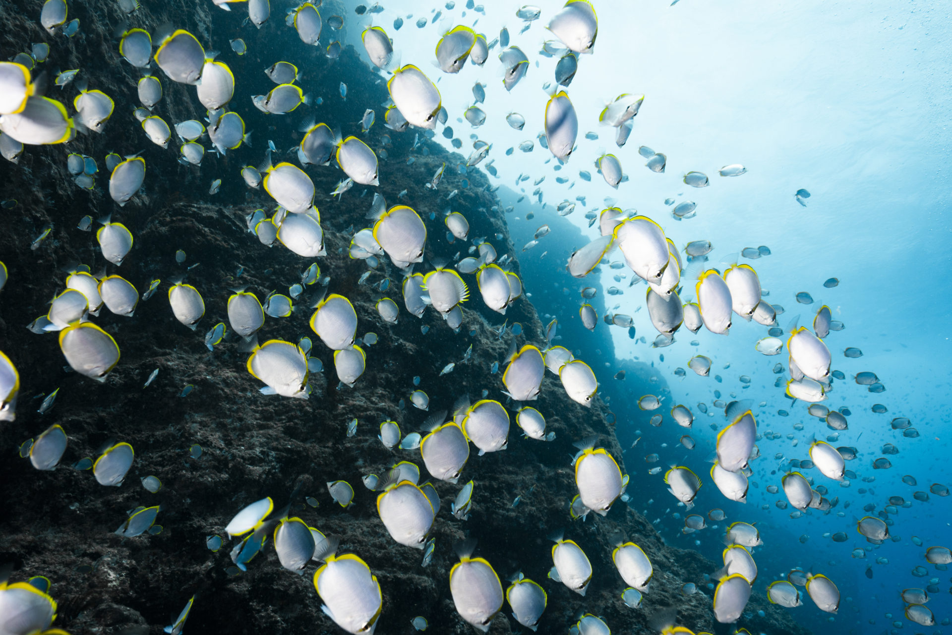 Blue Marine Foundation