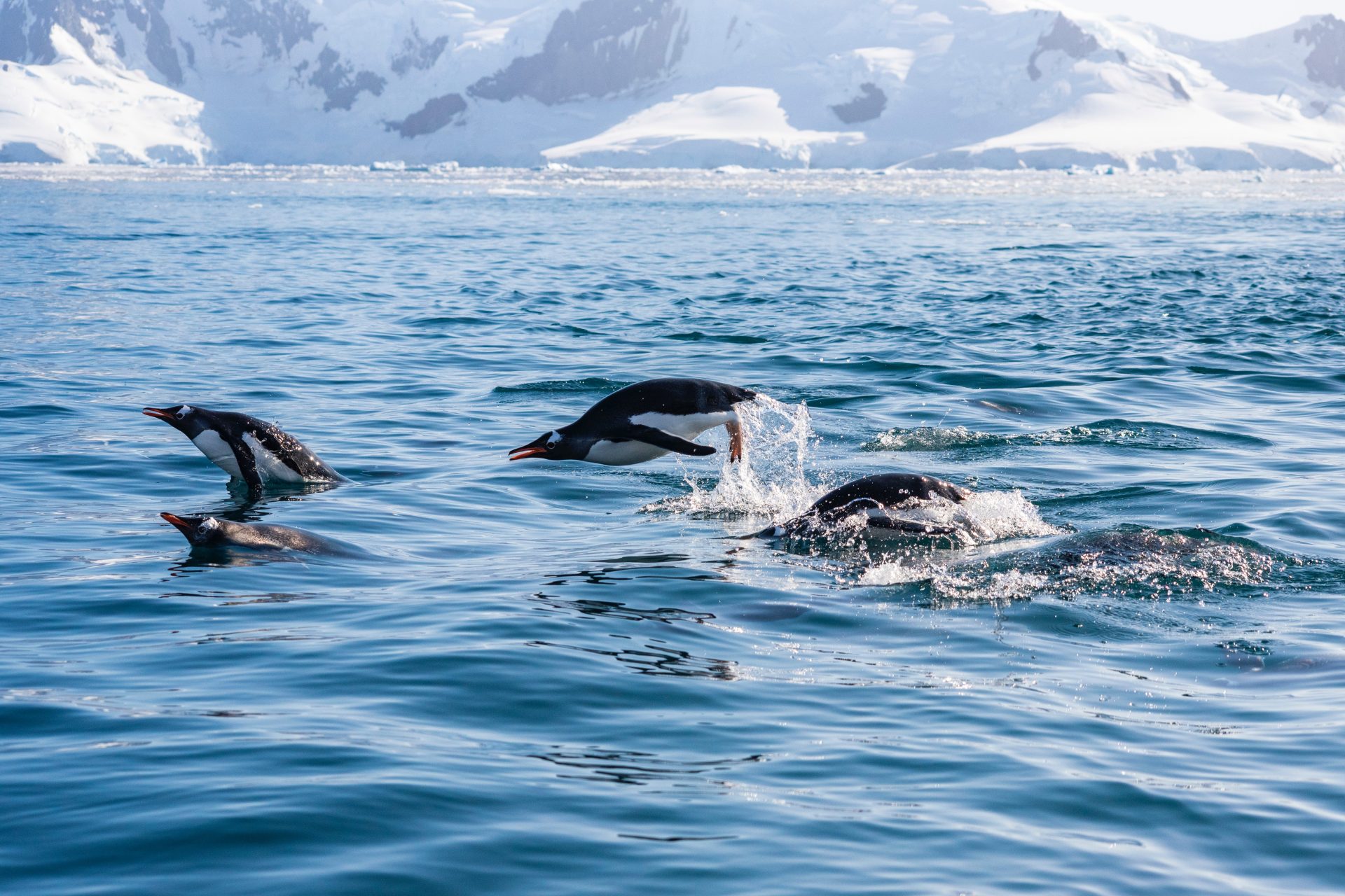 Penguins swimming in sea